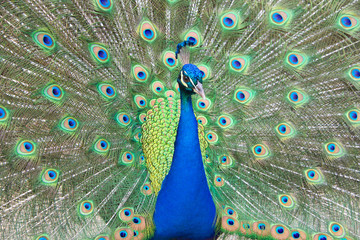 Obraz premium male peacock moving towards camera then turning around. Extreme close up. Peacocks are famous for their beautiful plumage..