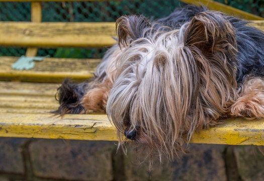 An unkept stray dog sleeps on a yellow park bench image with copy space in landscape format