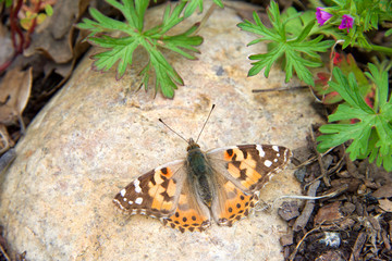 Close up on a Vanessa cardui, a well known colorful butterfly, known as the painted lady, resting on a rock in a garden.