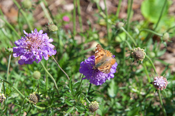Vanessa cardui, a well known colorful butterfly, known as the painted lady, hungrily collecting nectar from a beautiful purple and white pincushion flower.