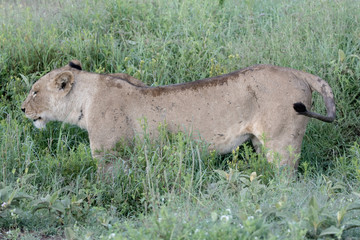 Portrait Lion in Tanzania