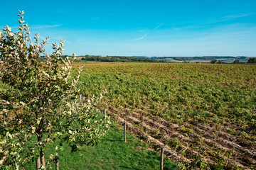 landscape along Mergelland Route in Limburg, The Netherlands