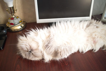 White cat sleeping on the table at the computer monitor