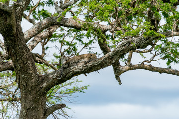 Leopard in National Park Serengeti