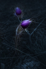 Spring forest wild pasque-flower. Dark mood background with copyspace
