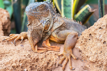 Obraz premium Close up shot of an orange iguana in desertic landscape .