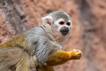 Obraz premium Cute squirrel monkey Saimiri sciureus . Funny monkey
