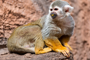 Cute squirrel monkey Saimiri sciureus . Funny monkey