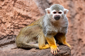 Cute squirrel monkey Saimiri sciureus . Funny monkey