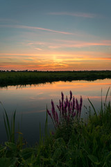 Colorful sunset over the dutch polder landscape near Gouda, Netherlands. Typical autumn wildflowers in the foreground.