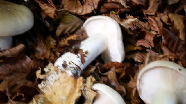 Clitocybe nebularis or Lepista nebularis, known as the clouded agaric or cloud funnel is a poisonous fungus growing on leaf litter