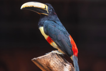Exotic Toucan bird. Black necked Aracari, Pteroglossus Aracari perched on tree branch .