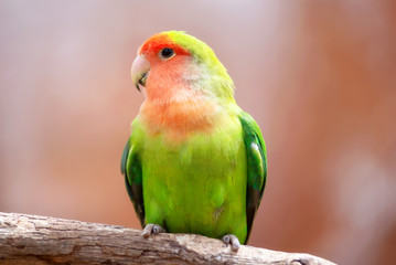 Fototapeta na wymiar Nyasa lovebird or lilians lovebird, exotic parrot bird, perched on a tree branch .