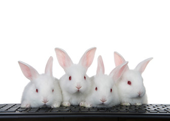 Four adorable white albino baby bunnies perched on a computer keyboard Isolated on white. All looking at viewer, or monitor screen direction. Technology concept