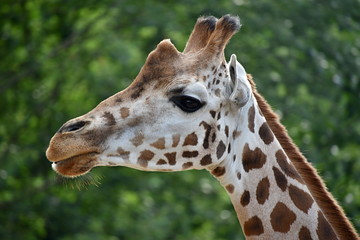 Close-up of a giraffe