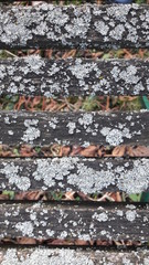 Used Biological Surface