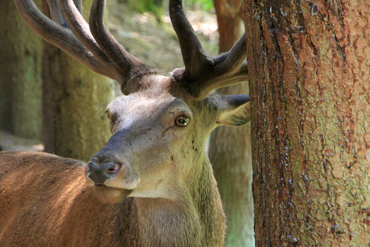 Red deer, Schmalkalden, Thuringia, Germany, Europe