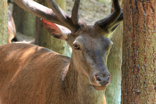 Red deer, Schmalkalden, Thuringia, Germany, Europe