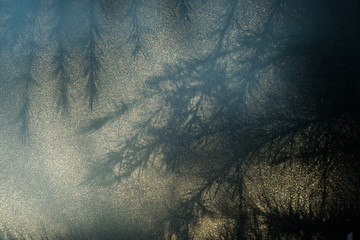 Silhouette of needles and branches of a Cedar (Cedrus) tree, seen through opal glass