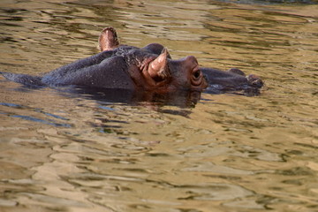 Hippo in the water