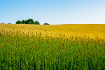 Kornhügel mit Baumgruppe