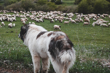 Obraz premium Dog watching sheep