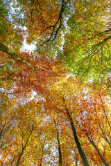 Bunte Herbst-Blätterkronen im Wald (Hochformat)
