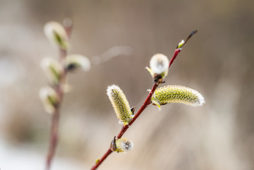 bazie tło- święta wielkanocne © BlackMediaHouse