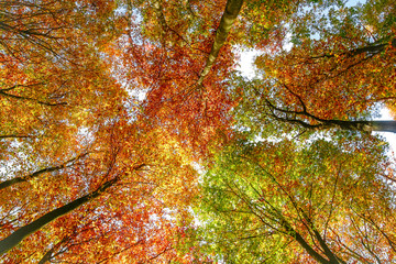 Bunte Herbst-Blätterkronen im Wald (Querformat)