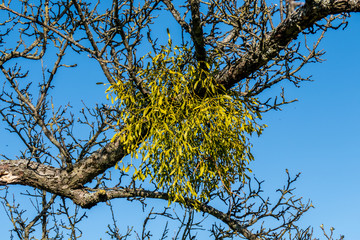 Misteln auf Obstbaum