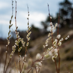 bazie tło- święta wielkanocne © BlackMediaHouse