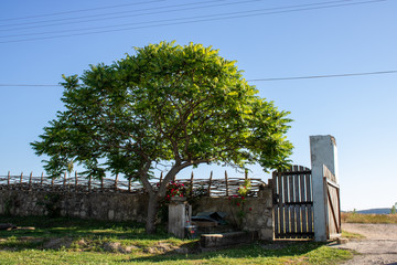 Fototapeta na wymiar Tree in the garden