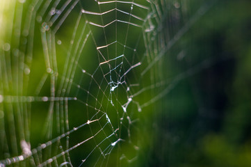 nature, close up of a spider web with dew drops slow motion