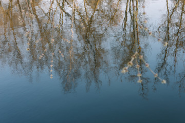 Naklejka na ściany i meble spring nature background. reflection in water. spring wallpaper. Abstract blurred background. Springtime. copy space