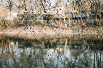 spring nature background. reflection in water. Branches of trees with soft focus on gentle light blue  background.