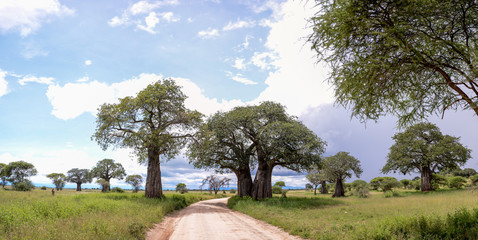 Tree in Serengeti National Park