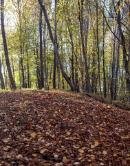 Autumn in forest the National Park.