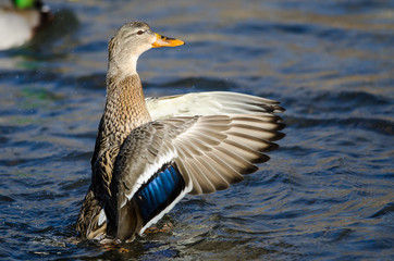 Mallard Duck Stretching Its Wings While Resting on the Water