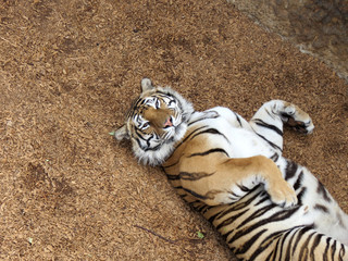 tiger