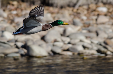 Mallard Duck Flying Over the Flowing River