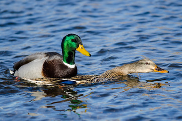 Pair of Mallard Ducks Mating on the Water