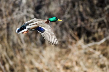 Mallard Duck Flying Past the Winter Trees