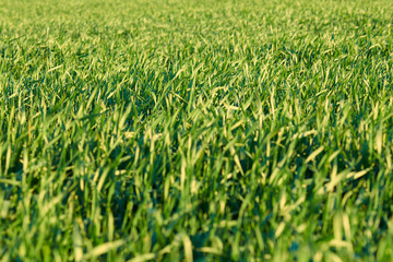 Young sprouts are on the field. Green grass closeup.