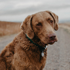 Chesapeake Bay Retriever