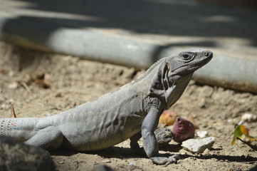 Iguana 7