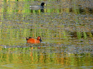 pato en la laguna