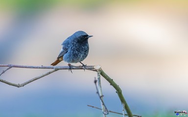 Black Redstart  -Phoenicurus ochruros 