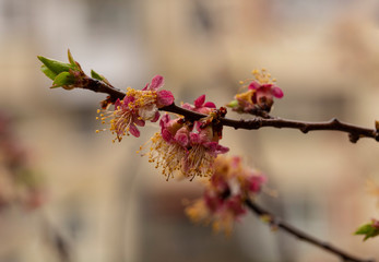 Apricot inflorescences, fruit ovary. Spring changes in plant life. After the rain.