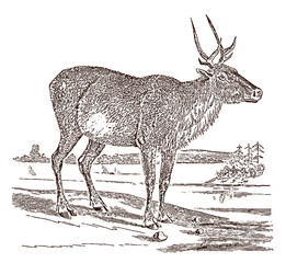 Endangered female boreal woodland caribou or reindeer (rangifer tarandus caribou) in side view, standing in a landscape. Illustration after a historical engraving from the 19th century