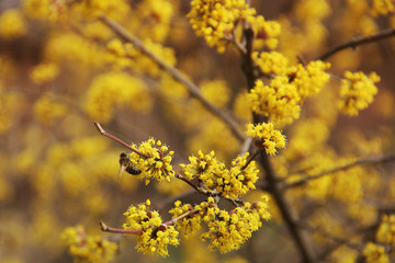 A tree is blooming. Dogwood. Wasp on a tree